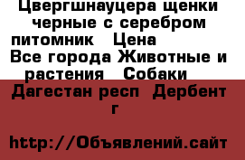 Цвергшнауцера щенки черные с серебром питомник › Цена ­ 30 000 - Все города Животные и растения » Собаки   . Дагестан респ.,Дербент г.